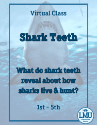 Shark Teeth: A Virtual STEM Class on Sharks